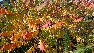 Rhus typhina Fluweelboom, Chinese Sumac Boom, Azijnboom
