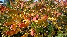 Rhus typhina Fluweelboom, Chinese Sumac Boom, Azijnboom