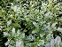 Prunus laurocerasus 'Novita' Laurierkers Bladhoudend