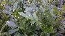 Prunus laurocerasus 'Caucasica' Laurierkers, Haaglaurier