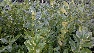 Prunus laurocerasus 'Rotundifolia' Laurierkers, Haaglaurier