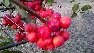 Malus 'Red Sentinel' Sierappel