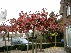 QUERCUS PALUSTRIS (MOERASEIK) (DAK-EIK) MOERASEIK