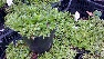 Mentha pulegium Polei