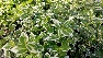 Euonymus fortunei 'Emerald Gaiety' kardinaalshoed