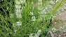 Lavandula intermedia 'Edelweiss' Lavendel