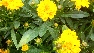 Coreopsis grandiflora 'Early Sunrise' Meisjesogen