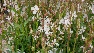 Gaura lindheimeri 'Snowstorm' Prachtkaars