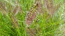 Pennisetum alopecuroides f. viridescens Lampenpoetsergras, Borstelveergras