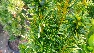 Taxus baccata 'Fastigiata Aurea' Zuilvormige Venijnboom