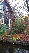 Taxodium distichum 'Nutans' (syn. Taxodium ascendens 'Nutans') Moerascypres