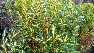 Euonymus japonicus 'Aureus' Wintergroene Kardinaalshoed