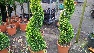 Cupressocyparis leylandii 'Gold Rider' Gesnoeide Leylandii