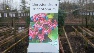 Clerodendrum trichotomum Pindakaasboom, Kansenboom