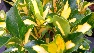 Euonymus japonicus 'Aureus' Wintergroene kardinaalshoed