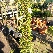 Cupressus sempervirens 'Stricta' Toscaanse Zuilcypres