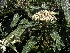Viburnum rhytidophyllum Wintergroene Sneeuwbal