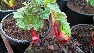 Rheum rhabarbarum 'Red Champagne' Rabarber