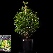 Sciadopitys verticillata Japanse Parasolden, Kransspar