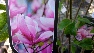 Magnolia 'Galaxy' Zuilvormige Beverboom, Valse Tulpenboom