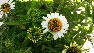 Echinacea purpurea 'White Meditation' Zonnehoed
