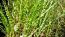 Calamagrostis acutiflora 'Overdam' Struisriet