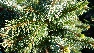 Picea sitchensis 'Tenas' Dwergspar