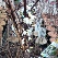 Abeliophyllum distichum Sneeuwforsythia, Witte Forsythia