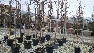Liquidambar styraciflua 'Slender Silhouette' Zuilvormige Amberboom