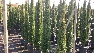 Cupressus sempervirens 'Stricta' Toscaanse Zuilcypres
