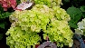 Hydrangea macrophylla 'Pink Wonder' (Everbloom Pink Wonder Rijkbloeiende Boerenhortensia